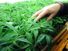 Фото новости